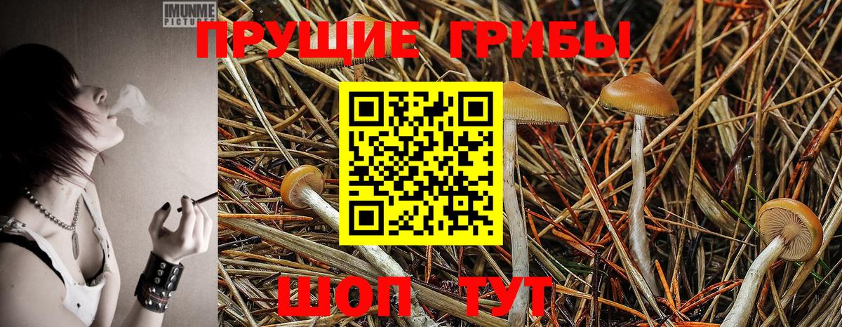 Псилоцибиновые грибы прущие грибы Серов